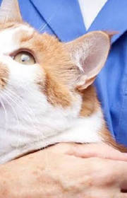 Zoonotic Diseases: Protecting yourself from animal to human diseases Zoonotic Diseases: Protecting yourself from animal to human diseases